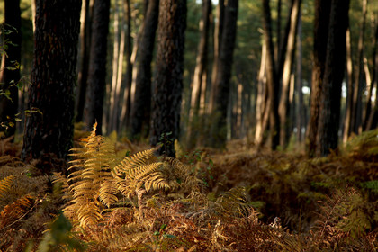 Paysages des Landes