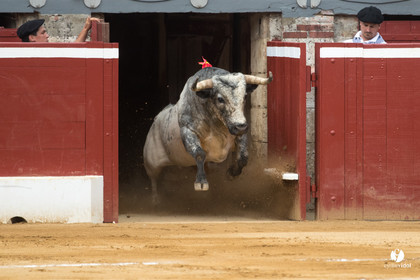 Mont-de-Marsan corrida de la Quinta pour Juan Bautista - Emilio de Justo - Thomas DUFAU