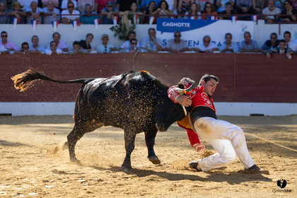 Aire-sur-l'Adour Championnat de France de course landaise 2023