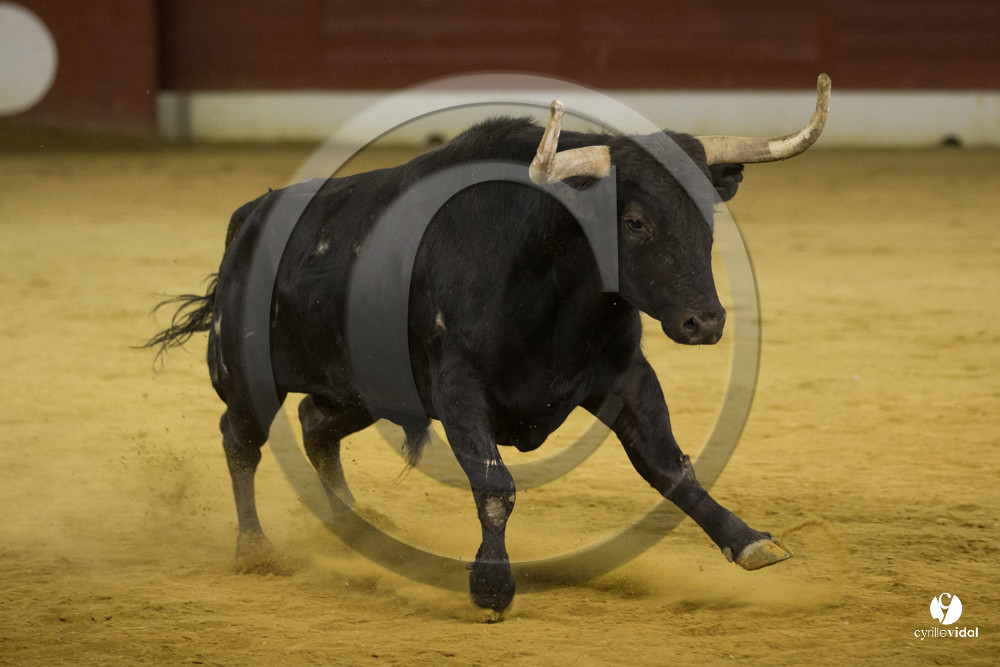 course landaise