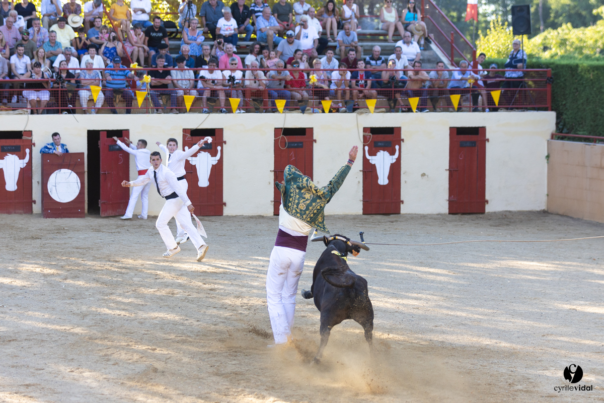 Course landaise