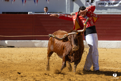 Aire-sur-l'Adour Championnat de France de course landaise 2023