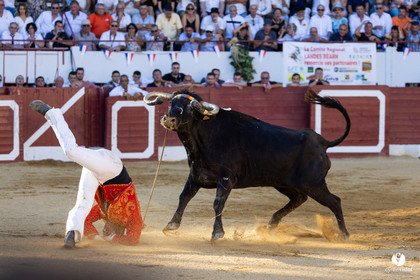 Aire-sur-l'Adour Championnat de France de course landaise 2023
