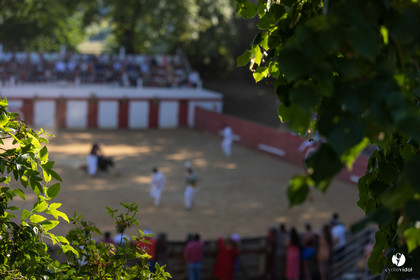 Course landaise à Panjas