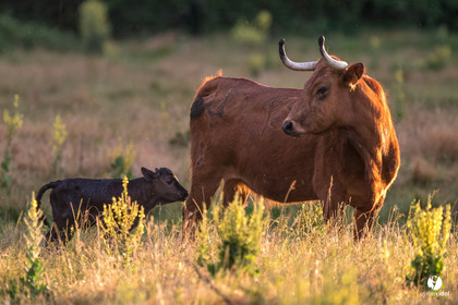 Photos du livre Ganadère landais en 2020
