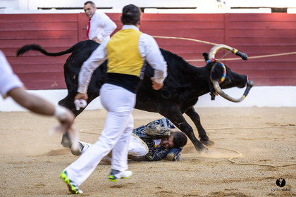Aire-sur-l'Adour Championnat de France de course landaise 2023