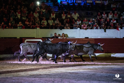 Landes émotions à Aire-sur-l'Adour
