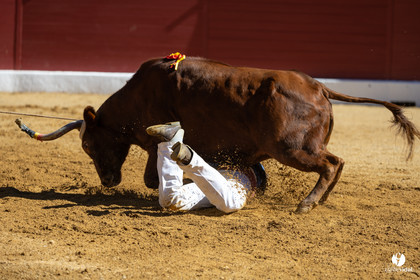 Aire-sur-l'Adour Championnat de France de course landaise 2023