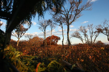 2007-11-22-9078.jpg