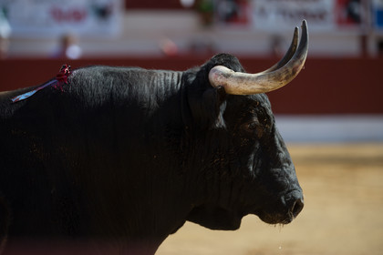 corrida, toro, vic fezensac, alcurrucen, michelito, morenito de aranda