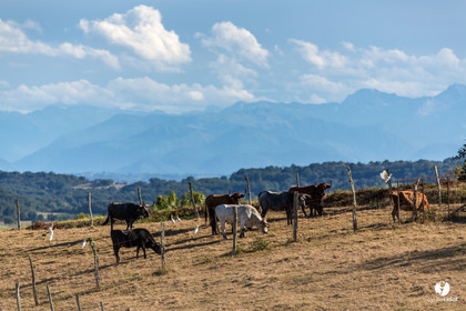 Photos du livre Ganadère landais en 2020
