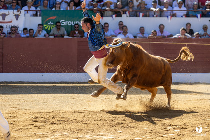 Aire-sur-l'Adour Championnat de France de course landaise 2023