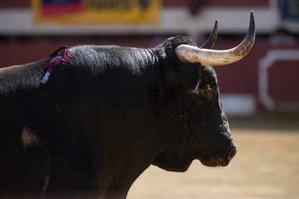corrida, toro, vic fezensac, alcurrucen, michelito, morenito de aranda