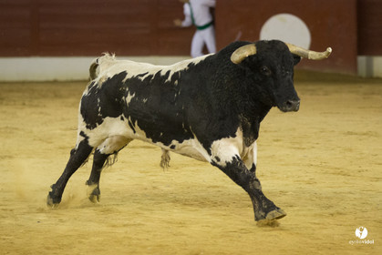 course landaise