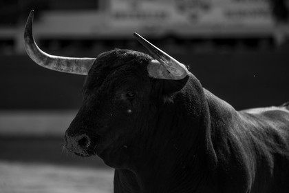 corrida, toro, vic fezensac, alcurrucen, michelito, morenito de aranda
