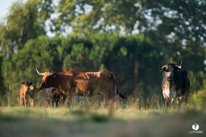 Photos du livre Ganadère landais en 2020