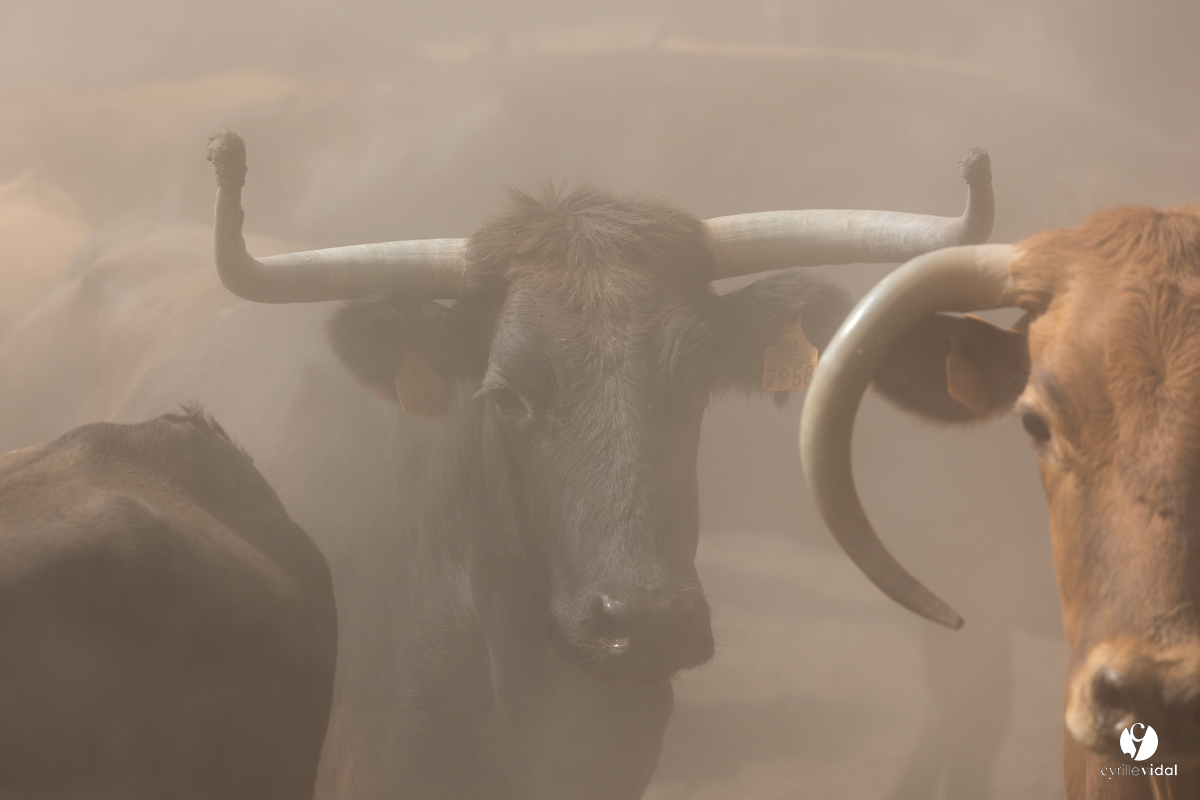 Course landaise à Panjas