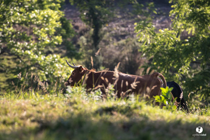 Photos du livre Ganadère landais en 2020