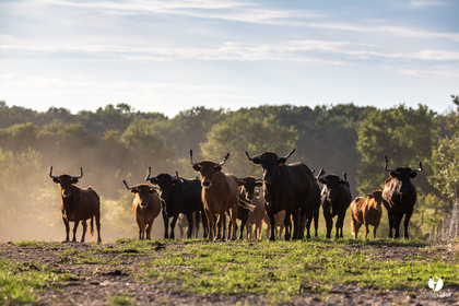 Photos du livre Ganadère landais en 2020
