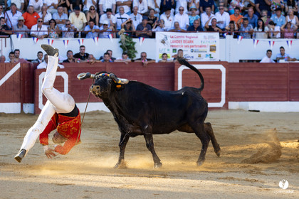Aire-sur-l'Adour Championnat de France de course landaise 2023