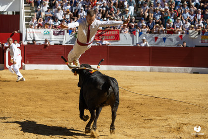 Aire-sur-l'Adour Championnat de France de course landaise 2023