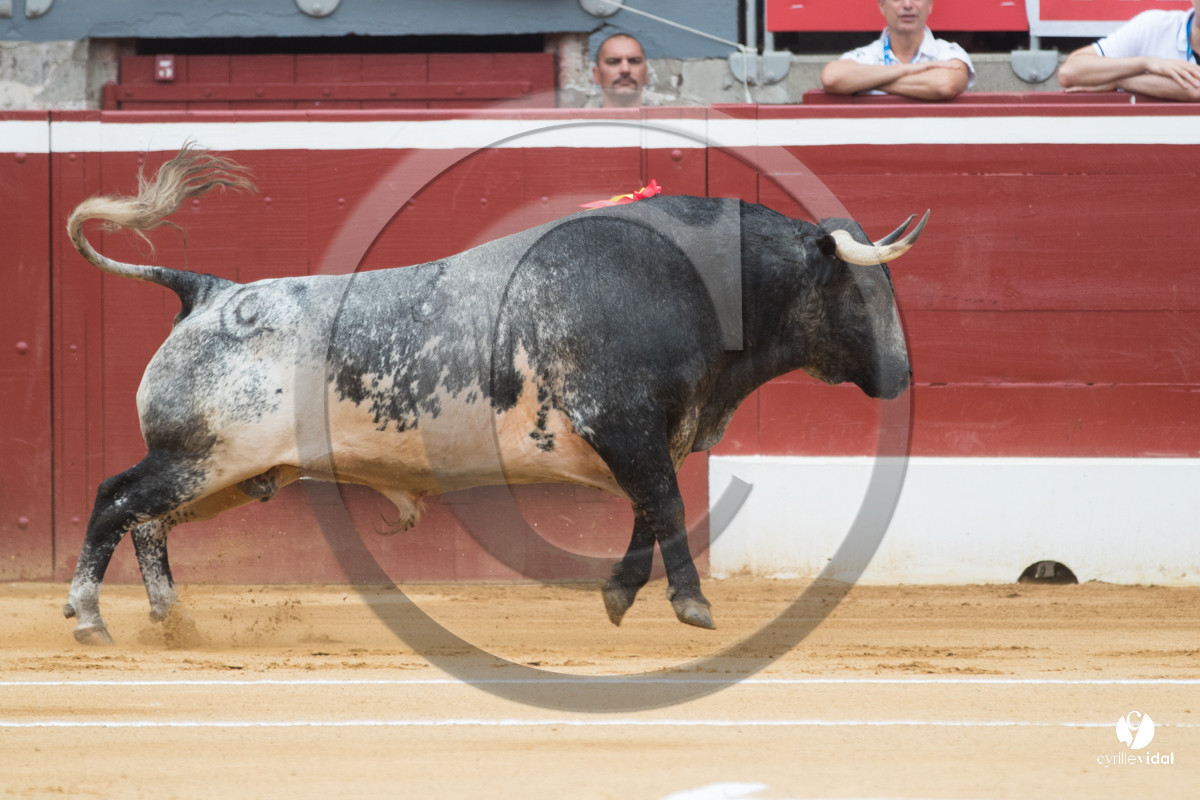 Mont-de-Marsan corrida de la Quinta pour Juan Bautista - Emilio de Justo - Thomas DUFAU
