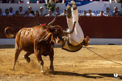 Aire-sur-l'Adour Championnat de France de course landaise 2023