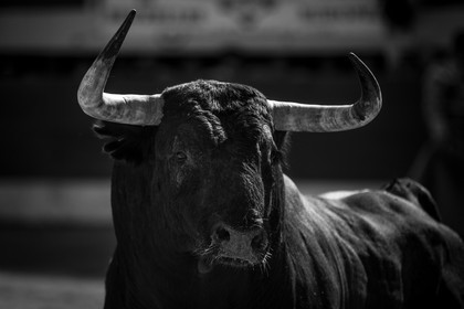 corrida, toro, vic fezensac, alcurrucen, michelito, morenito de aranda