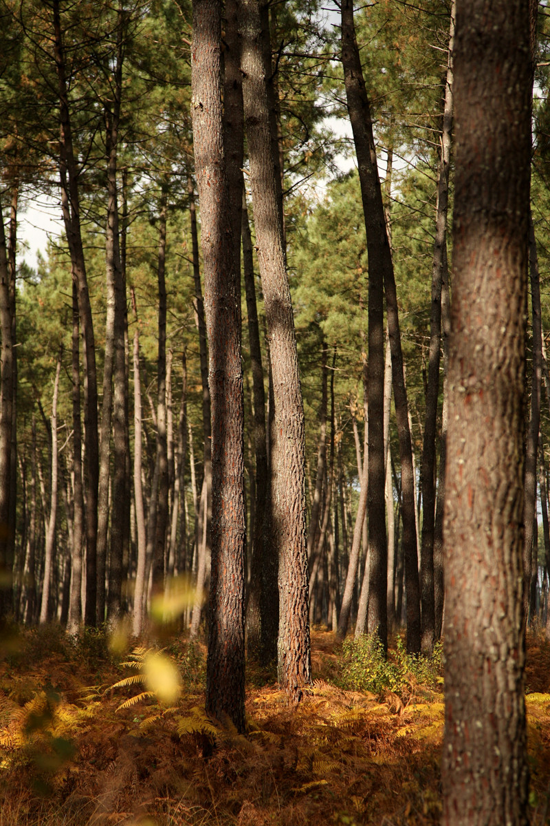 Paysages des Landes
