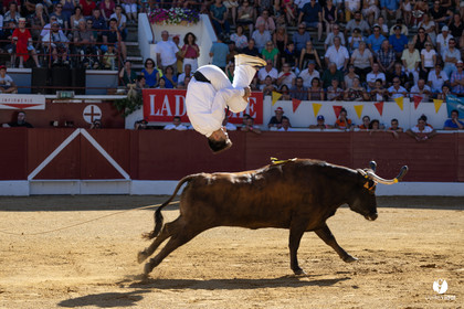 Aire-sur-l'Adour Championnat de France de course landaise 2023