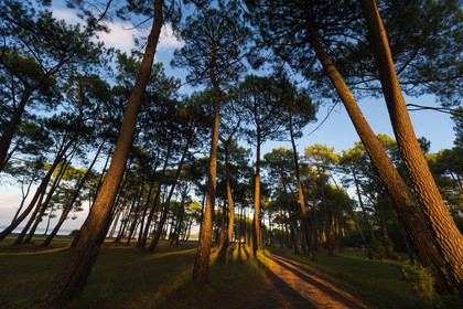 Paysages des Landes