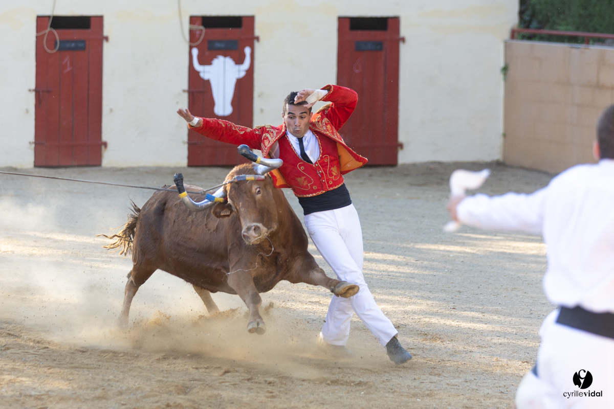 Course landaise