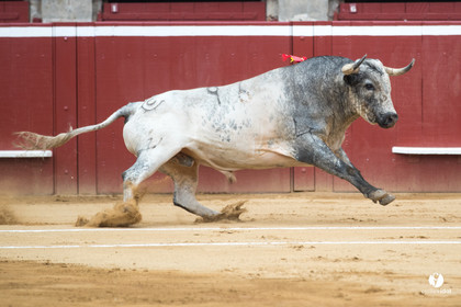 Mont-de-Marsan corrida de la Quinta pour Juan Bautista - Emilio de Justo - Thomas DUFAU