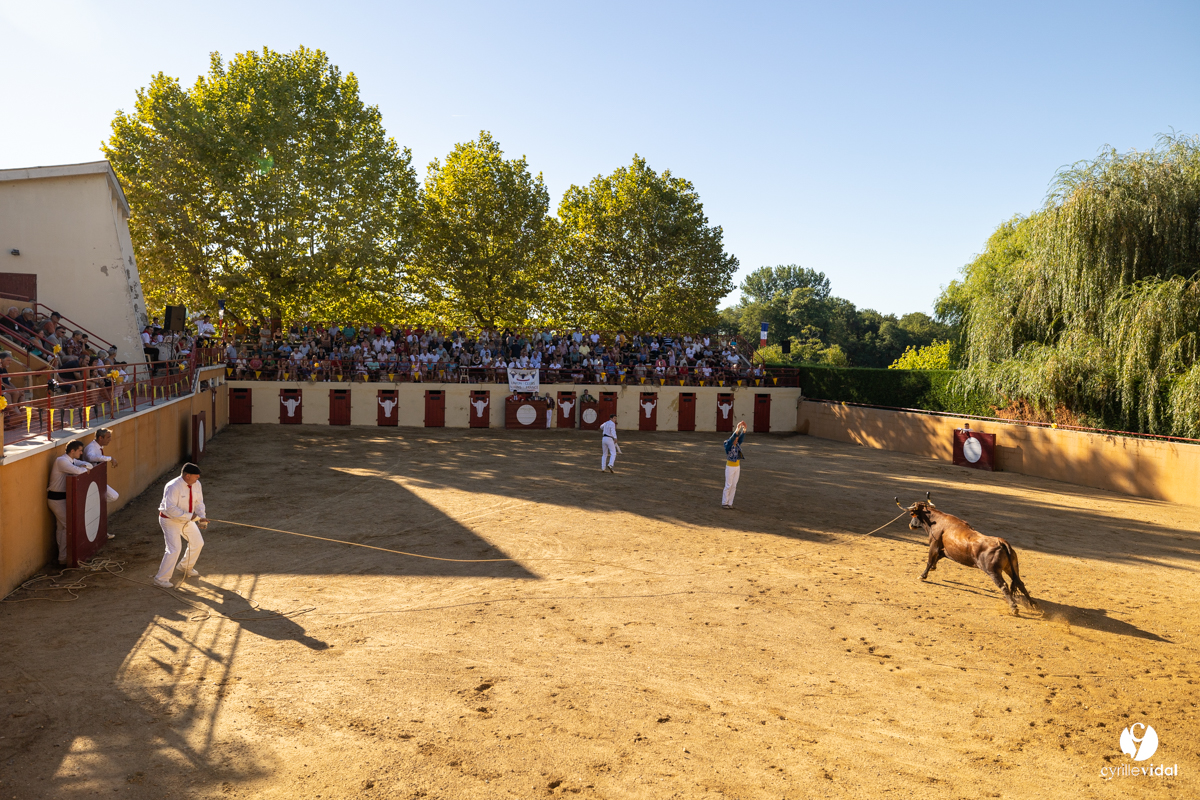 Course landaise