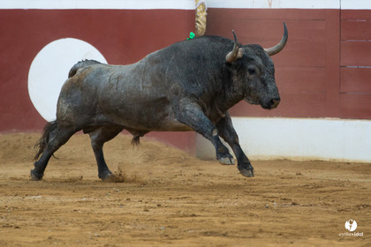 Mont-de-Marsan corrida d'Adolfo Martin