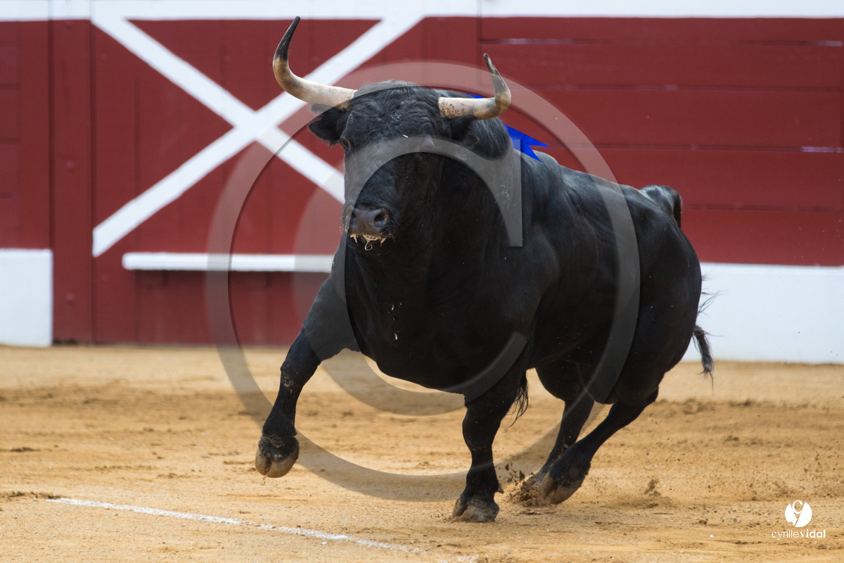 Mont-de-Marsan corrida de Jandilla pour Padilla - Talavante - Roca Rey