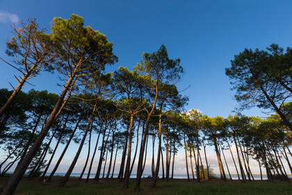 Paysages des Landes