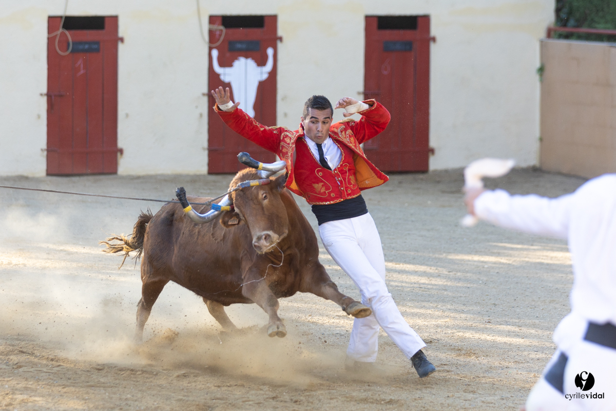 Course landaise