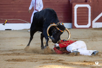 Aire-sur-l'Adour Championnat de France de course landaise 2023