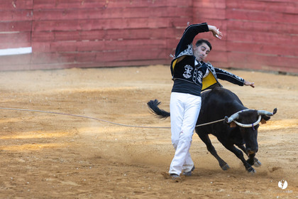 Course landaise à Panjas