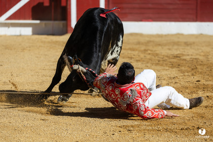 Aire-sur-l'Adour Championnat de France de course landaise 2023