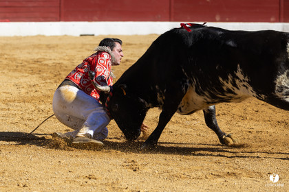 Aire-sur-l'Adour Championnat de France de course landaise 2023