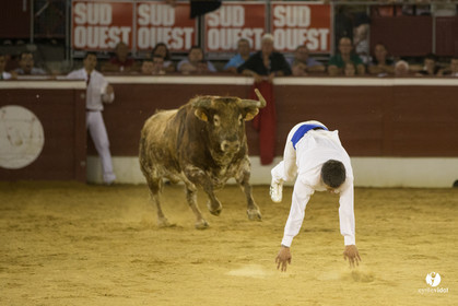 course landaise