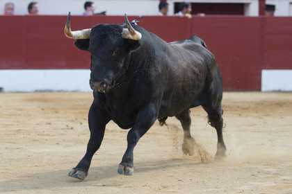 corrida, toro, vic fezensac, alcurrucen, michelito, morenito de aranda