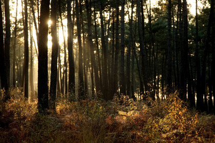 Paysages des Landes