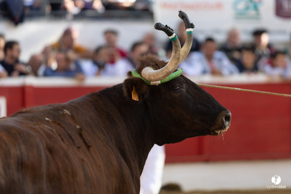 Nogaro Championnat de France de course landaise 2022