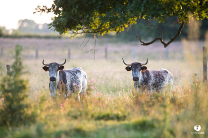 Photos du livre Ganadère landais en 2020