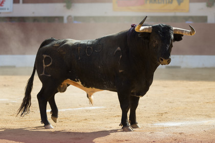 corrida, toro, vic fezensac, alcurrucen, michelito, morenito de aranda