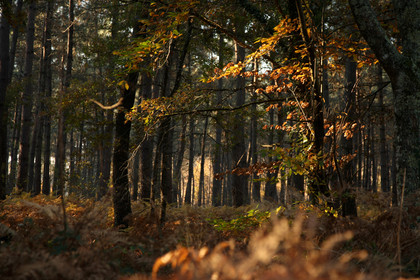 Paysages des Landes