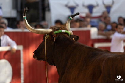 Nogaro Championnat de France de course landaise 2022